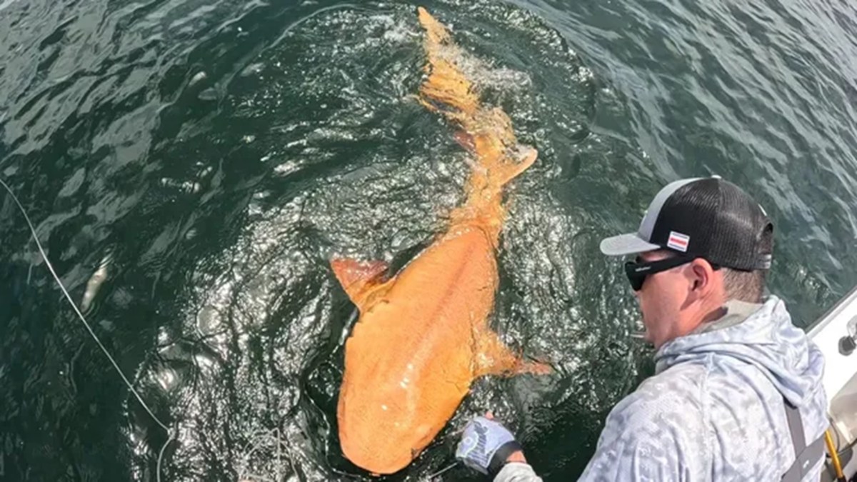 Requin orange découvert au large du Costa Rica
