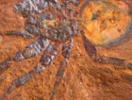 Une grande araignée-piège préservée à McGraths Flat.  // Source : Michael Frese