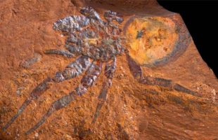 Une grande araignée-piège préservée à McGraths Flat.  // Source : Michael Frese