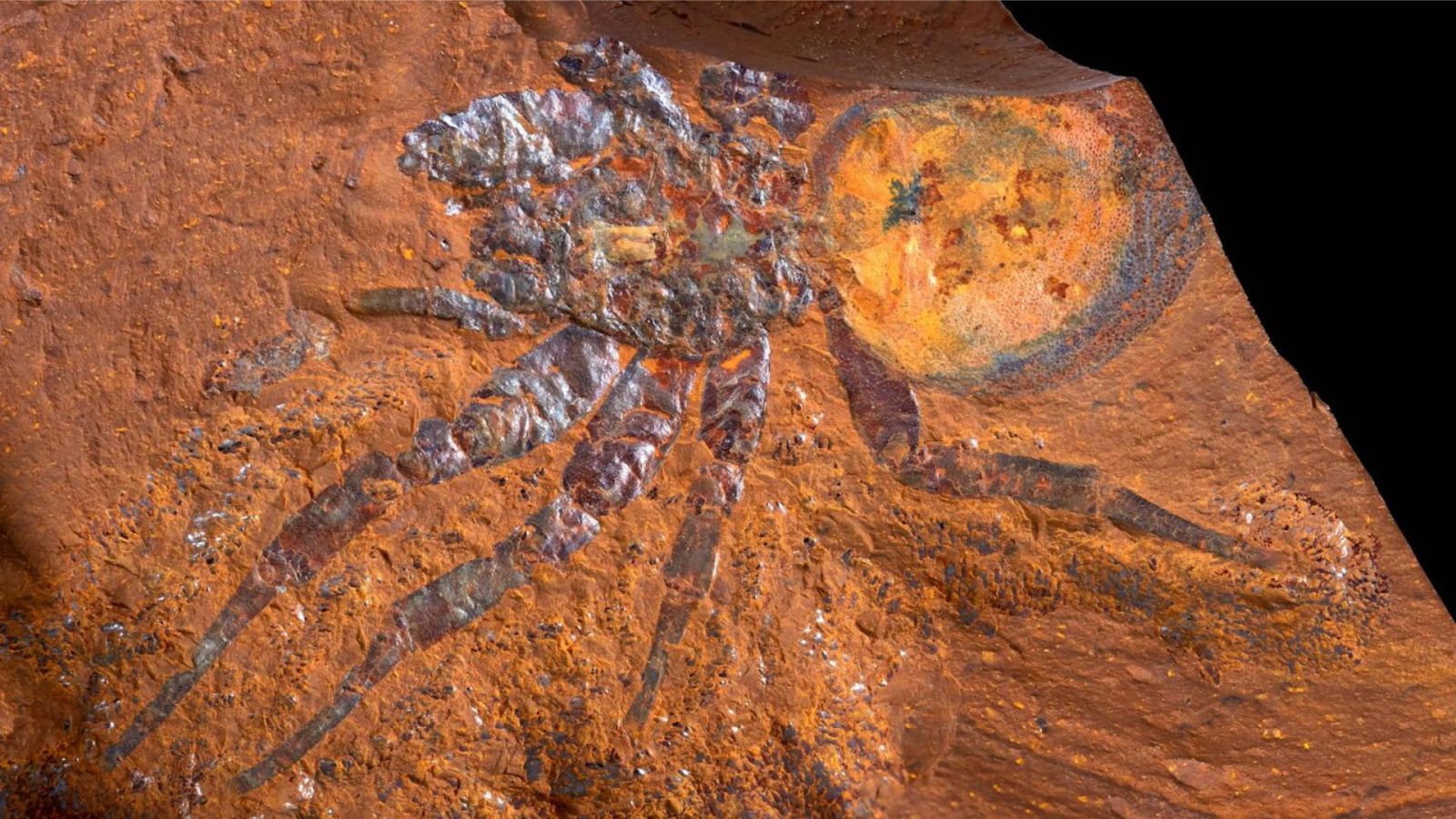 PrÃ©servation exceptionnelle des fossiles : cette roche renverse les croyances des scientifiques