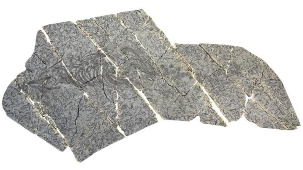 Échantillon d'Eurhinosaurus mistelgauensis du Urwelt-Museum Oberfranken sur un champ de bataille belemnite. La plaque fossile fait environ 4 m de long. // Source : Spicher et al.