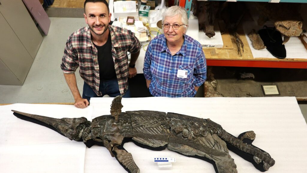 Le Dr Dean Lomax et le professeur Judy Massare étudient le squelette de l'ichtyosaure dragon à épée nouvellement nommé, Xiphodracon goldencapensis, au Musée royal de l'Ontario, Toronto, Canada // Source : Dean Lomax Le Dr Dean Lomax et le professeur Judy Massare étudient le squelette de l'ichtyosaure dragon à épée nouvellement nommé, Xiphodracon goldencapensis, au Musée royal de l'Ontario, Toronto, Canada // Source : Dean Lomax