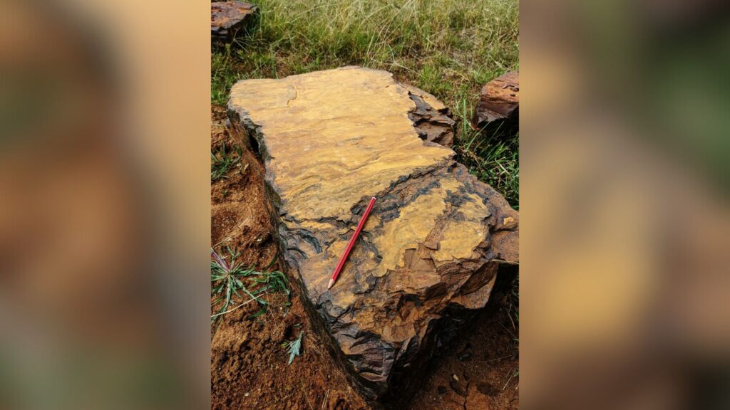 Roches fossilifères rouges de McGraths Flat, composées d'un minéral d'oxyhydroxyde de fer appelé goethite. // Source : Tara Djokic