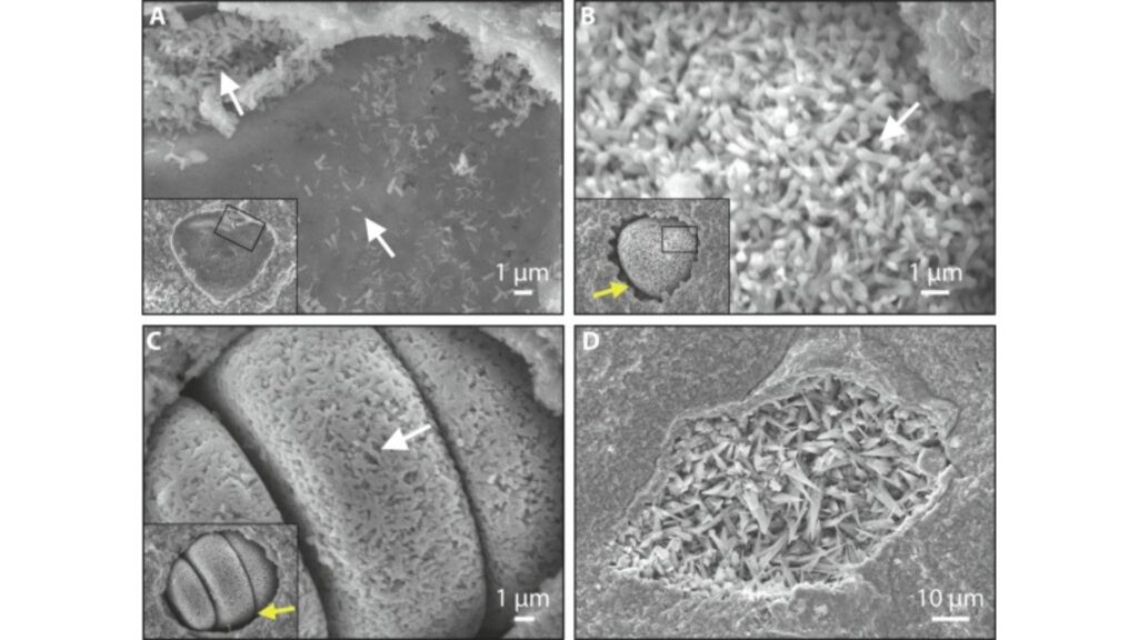 Microfossiles montrant des moules internes composés de microstructures de goethite en forme de tige par rapport aux aiguilles de goethite dans une cavité rocheuse. // Source : Gondwana Research, Tara Djokic et al. 