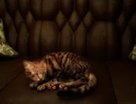 Meowmories -meowmare adventure- // Source : Team Memolink Meowmories -meowmare adventure- // Source : Team Memolink