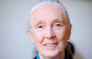 Jane Goodall, le 22 juin 2010 à Paris  // Source : Wikimédia - Nikeush