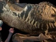 Source : Fossil Lab de l'université de Chicago Source : Fossil Lab de l'université de Chicago