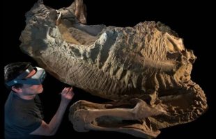 Source : Fossil Lab de l'université de Chicago