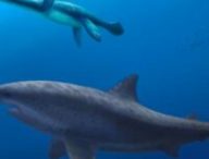 Un gigantesque requin méga-prédateur de 8 m de long traque un plésiosaure à long cou dans les mers au large de l'Australie il y a 115 millions d'années. // Source : Polyanna von Knorring, Musée suédois d'histoire naturelle
