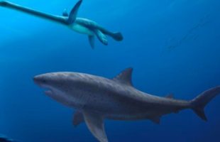 Un gigantesque requin méga-prédateur de 8 m de long traque un plésiosaure à long cou dans les mers au large de l'Australie il y a 115 millions d'années. // Source : Polyanna von Knorring, Musée suédois d'histoire naturelle