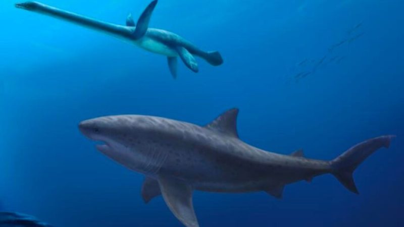 Il y a plus de 100 millions d’années, un requin géant régnait sur les mers d’Australie