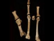 Le pied de Burtele et ses éléments en position anatomique. // Source : Yohannes Haile-Selassie/ASU