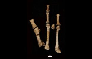 Le pied de Burtele et ses éléments en position anatomique. // Source : Yohannes Haile-Selassie/ASU