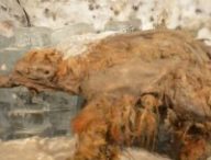 Le mammouth Yuka exposé dans une collection congelée. // Source : Valeri Plotnikov. Le mammouth Yuka exposé dans une collection congelée. // Source : Valeri Plotnikov.