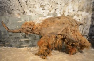 Le mammouth Yuka exposé dans une collection congelée. // Source : Valeri Plotnikov.