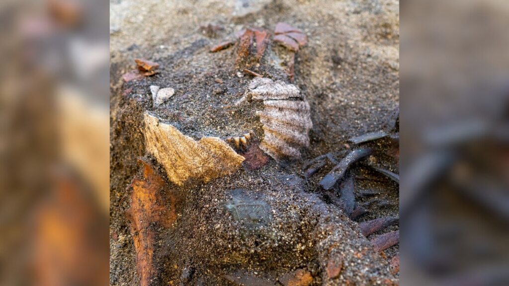 Détail des coquilles autour de la bouche de la défunte  // Source : Raymond Sauvage, Musée des sciences de l’Université norvégienne de sciences et de technologie (NTNU)