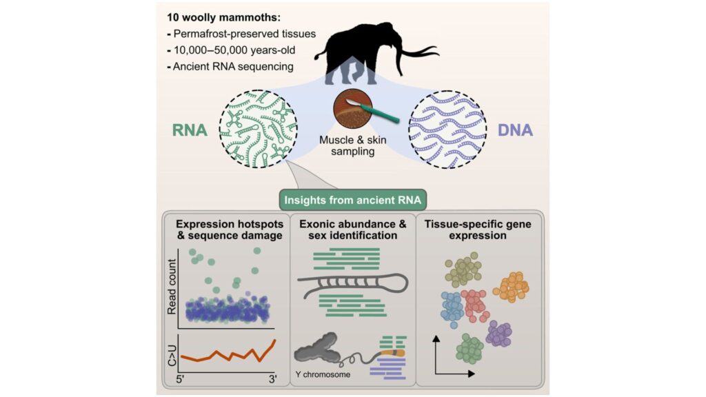 Résumé graphique de l'étude mettant en évidence les informations exraites de l'ARN ancien découvert // Source : Ancient RNA expression profiles from the extinct woolly mammoth, Cell, November 14 2025 Résumé graphique de l'étude mettant en évidence les informations exraites de l'ARN ancien découvert // Source : Ancient RNA expression profiles from the extinct woolly mammoth, Cell, November 14 2025