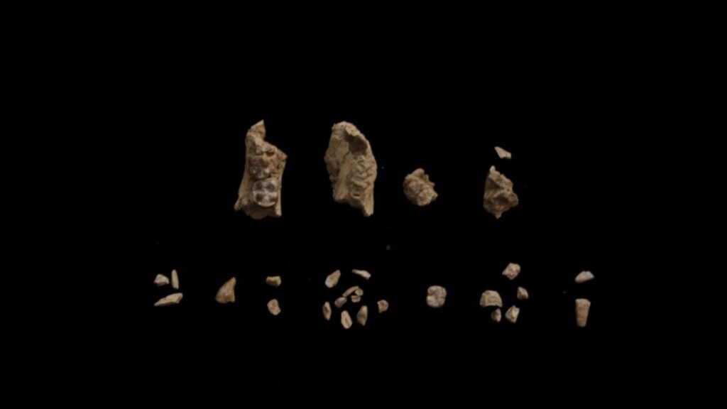 Fragments d'un os d'un spécimen juvénile avant assemblage. L'échantillon a été découvert en 29 morceaux, dont 27 ont été récupérés par tamisage et tri de la terre tamisée. // Source : Yohannes Haile-Selassie/ASU