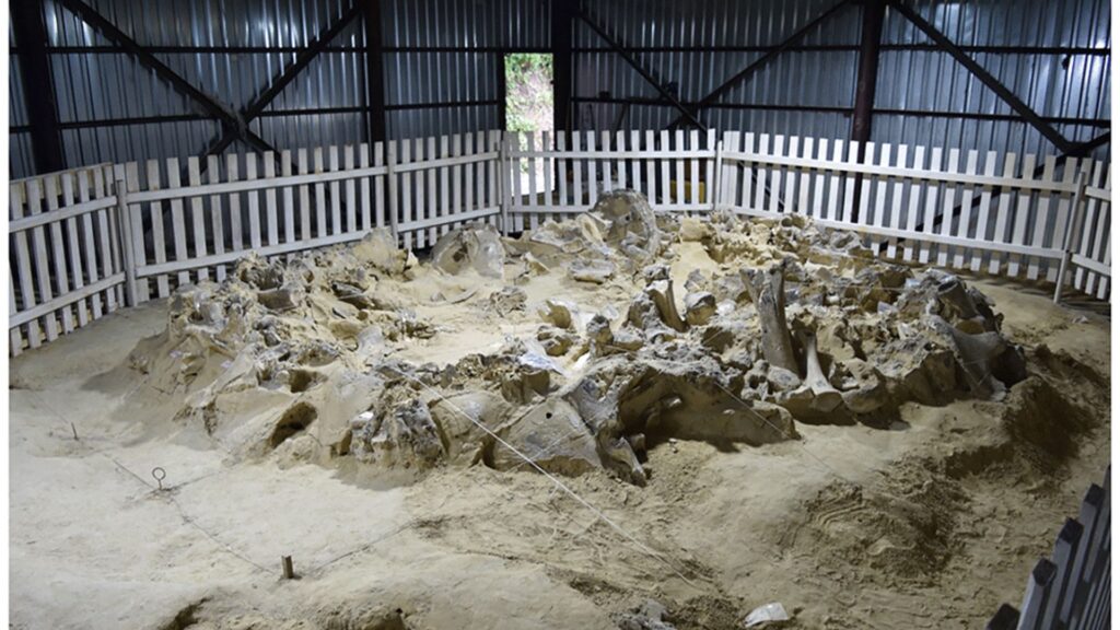 Photographie du logement 4 pendant l'excavation. // Source : A revised radiocarbon chronology for the mammoth bone structures and associated features at Mezhyrich, Ukraine