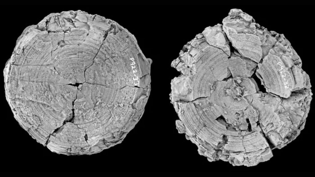 Vertèbres de requin gigantesques de 115 millions d'années // Source : Mikael Siversson