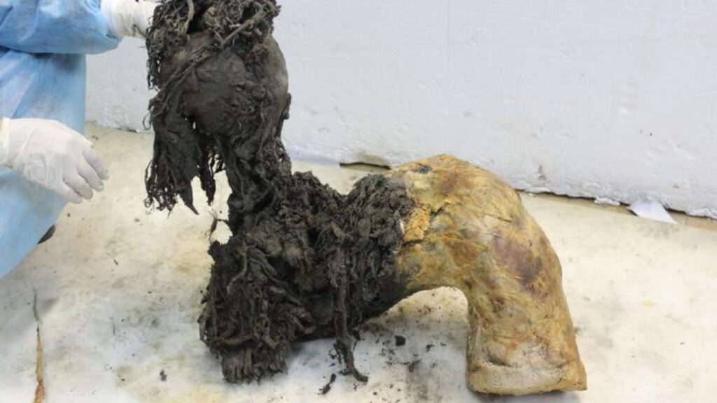 L'une des jambes de Yuka, illustrant la conservation exceptionnelle de la partie inférieure après l'ablation de la peau, ce qui a permis la récupération de molécules d'ARN anciennes // Source : Valeri Plotnikov L'une des jambes de Yuka, illustrant la conservation exceptionnelle de la partie inférieure après l'ablation de la peau, ce qui a permis la récupération de molécules d'ARN anciennes // Source : Valeri Plotnikov