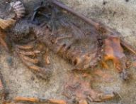 Corps de la défunte retrouvé dans la tombe d'époque viking // Source : Raymond Sauvage, Musée des sciences de l'Université norvégienne de sciences et de technologie (NTNU).