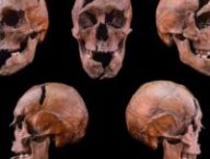 Crâne de l'individu étudié, provenant du monastère dominicain du XIIIe siècle situé sur l'île Marguerite à Budapest // Source : Université Eötvös Loránd