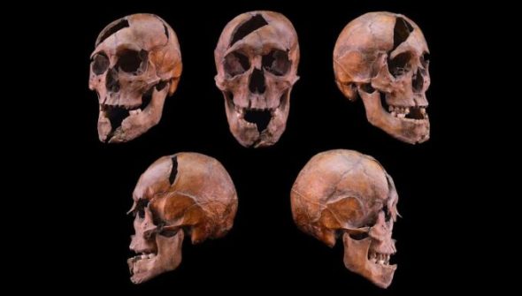 Crâne de l'individu étudié, provenant du monastère dominicain du XIIIe siècle situé sur l'île Marguerite à Budapest // Source : Université Eötvös Loránd