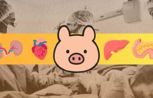 Source : Montage Numerama