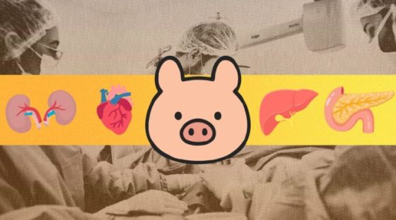 Source : Montage Numerama Source : Montage Numerama