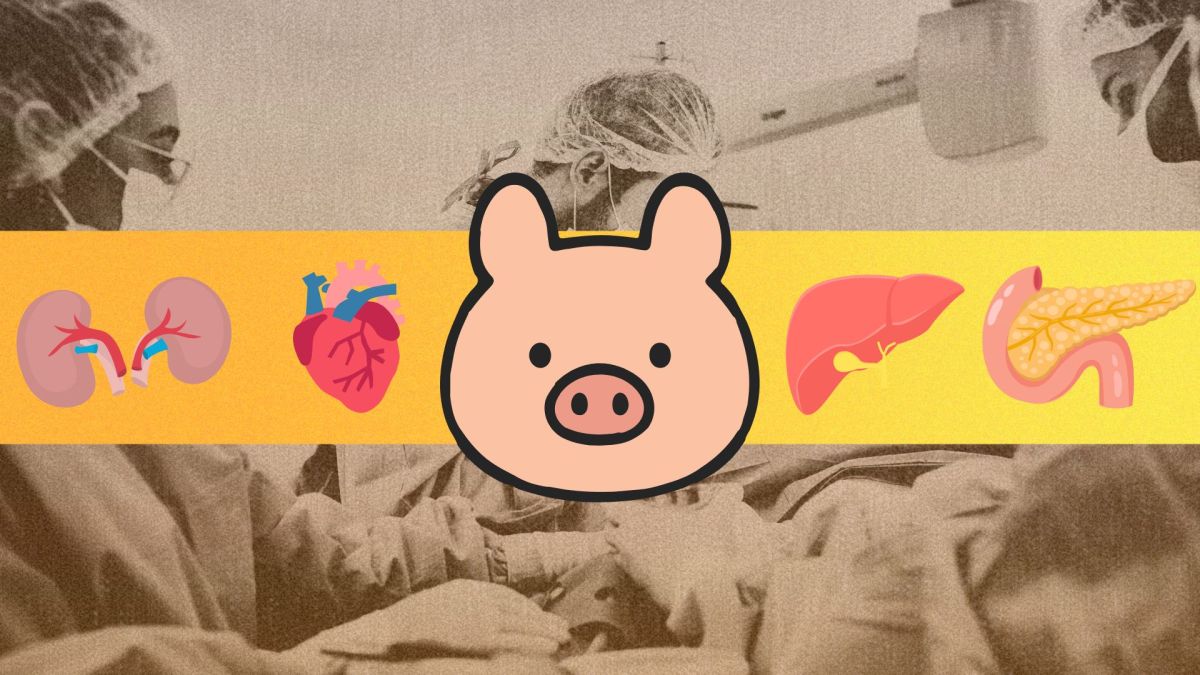 cochon greffe porc transplantation