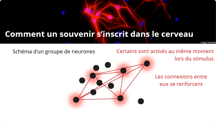 Comment un souvenir s'inscrit dans le cerveau
