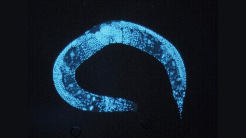 Caenorhabditis elegans // Source : Wikimédia Caenorhabditis elegans // Source : Wikimédia