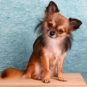 Chihuahua // Source : Pixabay -HG-Fotograpfie Chihuahua // Source : Pixabay -HG-Fotograpfie