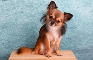 Chihuahua // Source : Pixabay -HG-Fotograpfie
