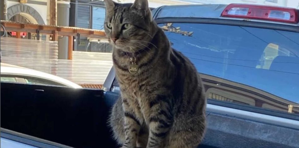 Le chat KitKat. // Source : Instagram Le chat KitKat. // Source : Instagram