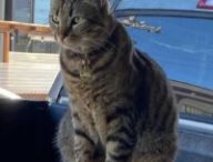 Le chat KitKat. // Source : Instagram Le chat KitKat. // Source : Instagram