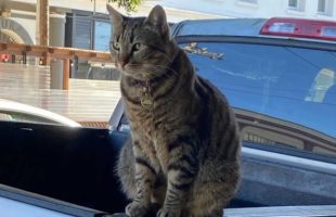 Le chat KitKat. // Source : Instagram