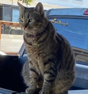 Le chat KitKat. // Source : Instagram