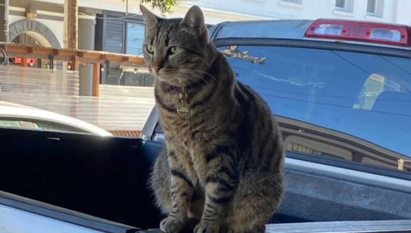 Le chat KitKat. // Source : Instagram