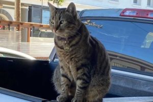 Le chat KitKat. // Source : Instagram Le chat KitKat. // Source : Instagram