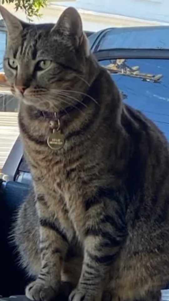 Le chat KitKat. // Source : Instagram Le chat KitKat. // Source : Instagram