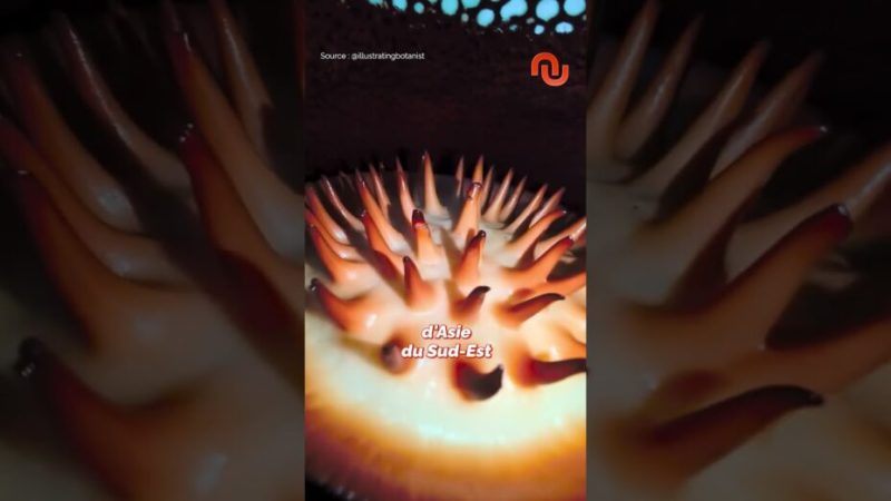 Ce chercheur trouve une des fleurs plus rares au monde !