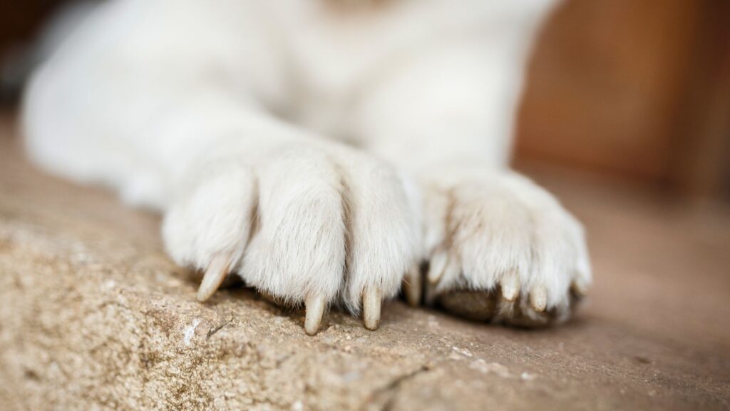 Le Saint-Bernard est moins « loup » que d'autres chiens. // Source : Canva