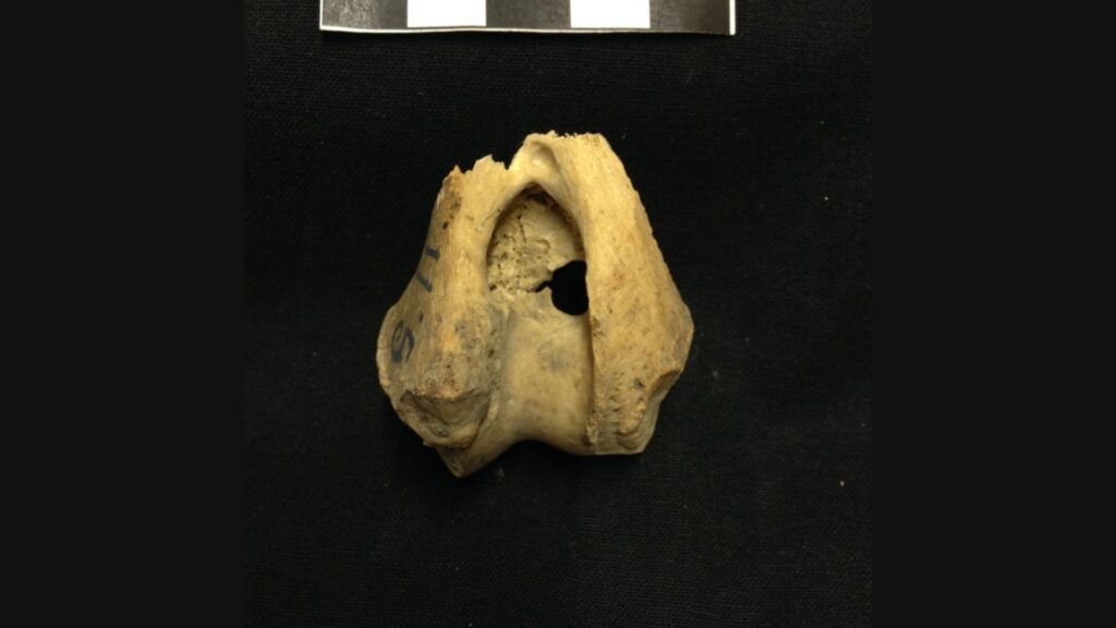 Détail d'un des os du bras d'un des loups inclus dans l'étude. // Source : Jan Storå