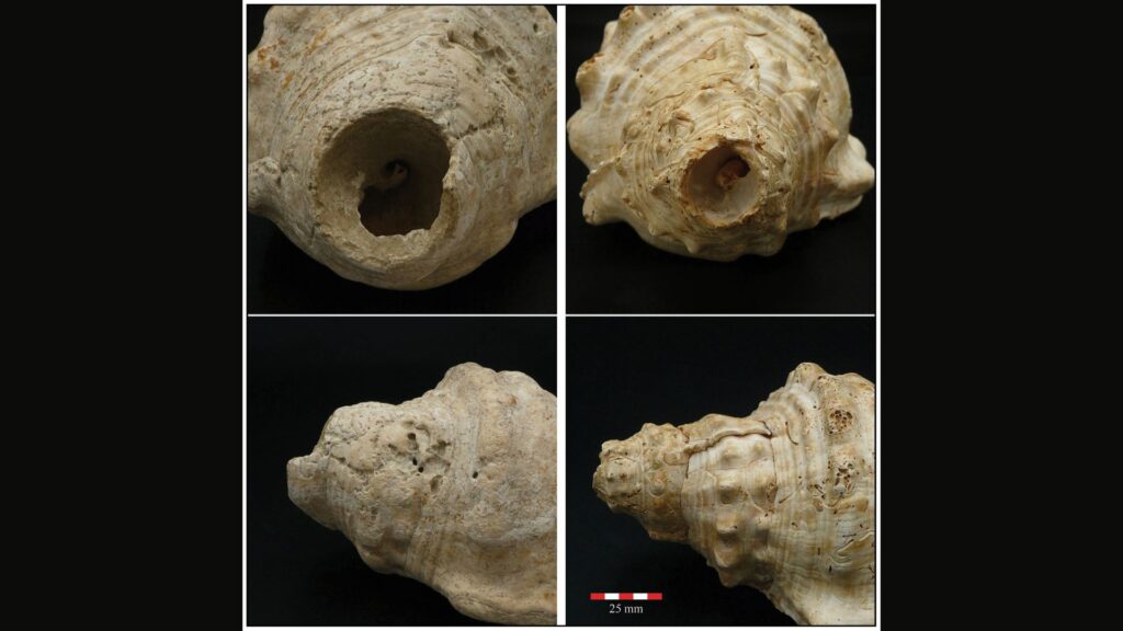 Détails de la coupe apicale des trompettes en coquillage 355-1-51 de Mas d'en Boixos (à gauche) et 408-24 de Gavà Mines (à droite) // Source : Miquel López-Garcia et Margarita Díaz-Andreu