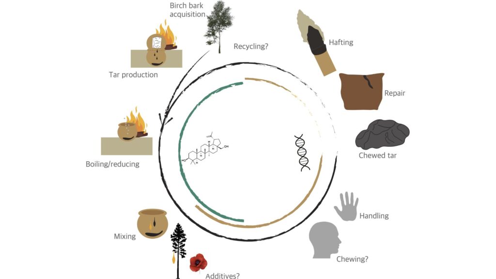 Une possible chaîne opératoire de la fabrication et de l'utilisation du goudron de bouleau dans l'Europe néolithique. // Source : Ancient DNA and biomarkers from artefacts: insights into technology and cultural practices in Neolithic Europe
