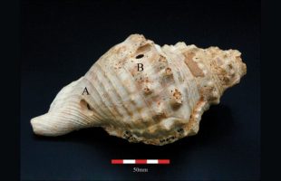 Trompette en coquille 408-24, de Can Tintorer, avec l'emplacement des trous A et B // Source : Miquel López-Garcia et Margarita Díaz-Andreu