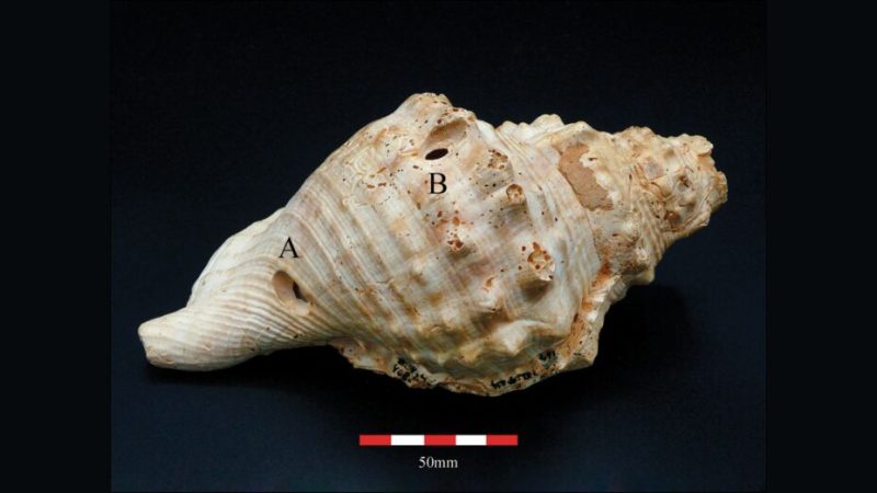 Les humains d’il y a 6 000 ans utilisaient des coquillages comme des trompettes