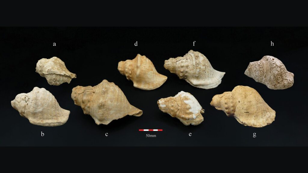 Photographies des trompettes en coquillages néolithiques de Catalogne qui produisent encore du son aujourd'hui // Source : Miquel López-Garcia et Margarita Díaz-Andreu